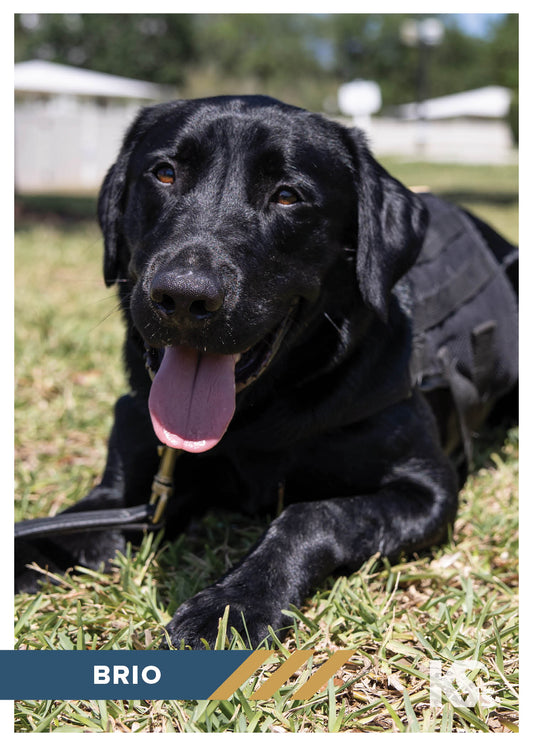 Meet Brio: KTR Group’s Sponsored Service Dog