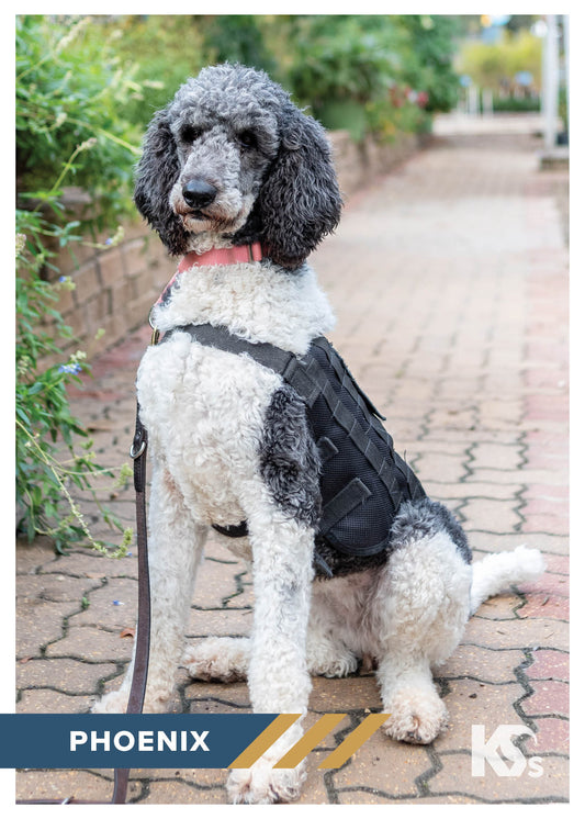 Helping Heroes: Meet Phoenix