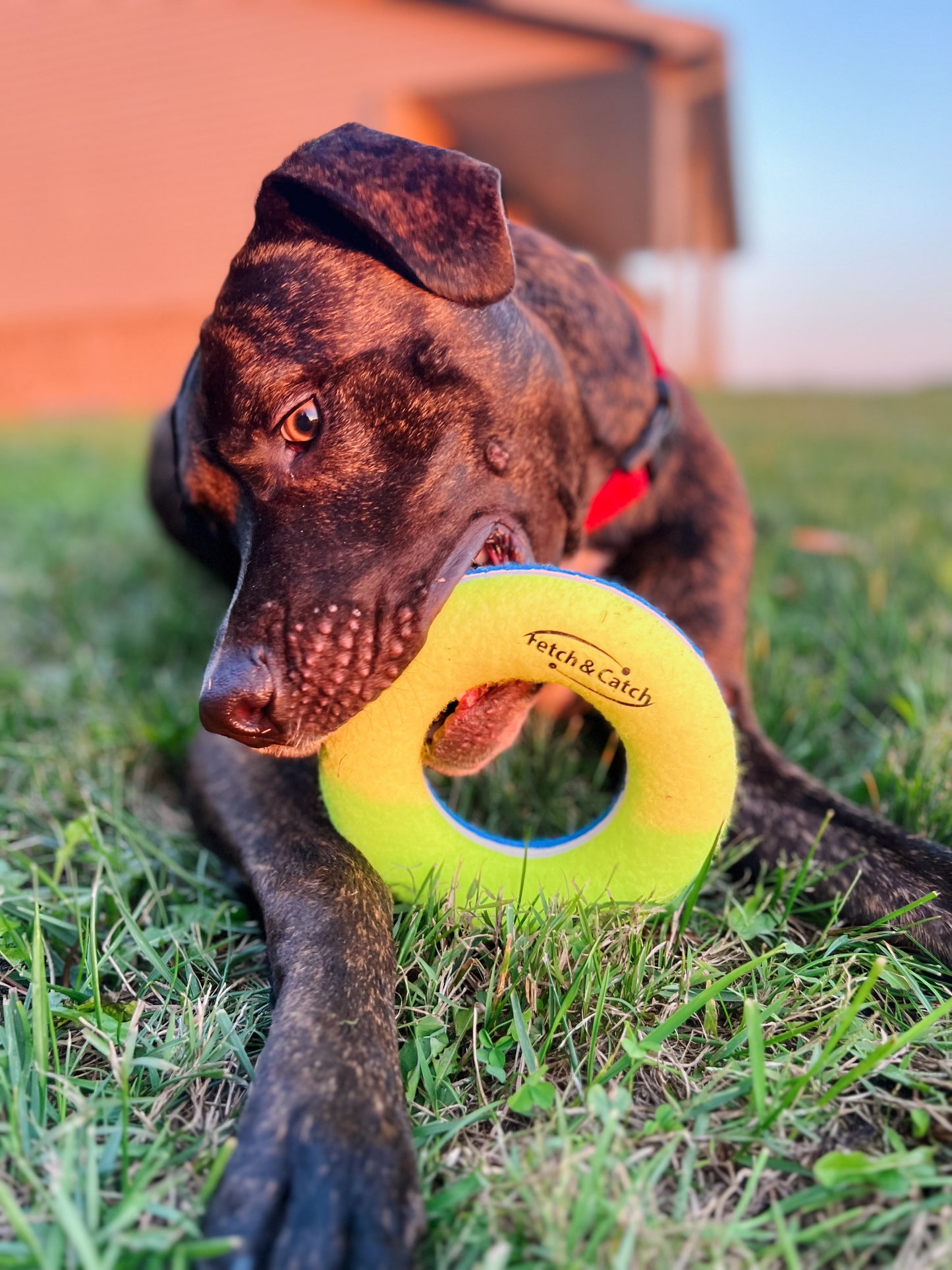 Fetch & Catch Tennis Ring