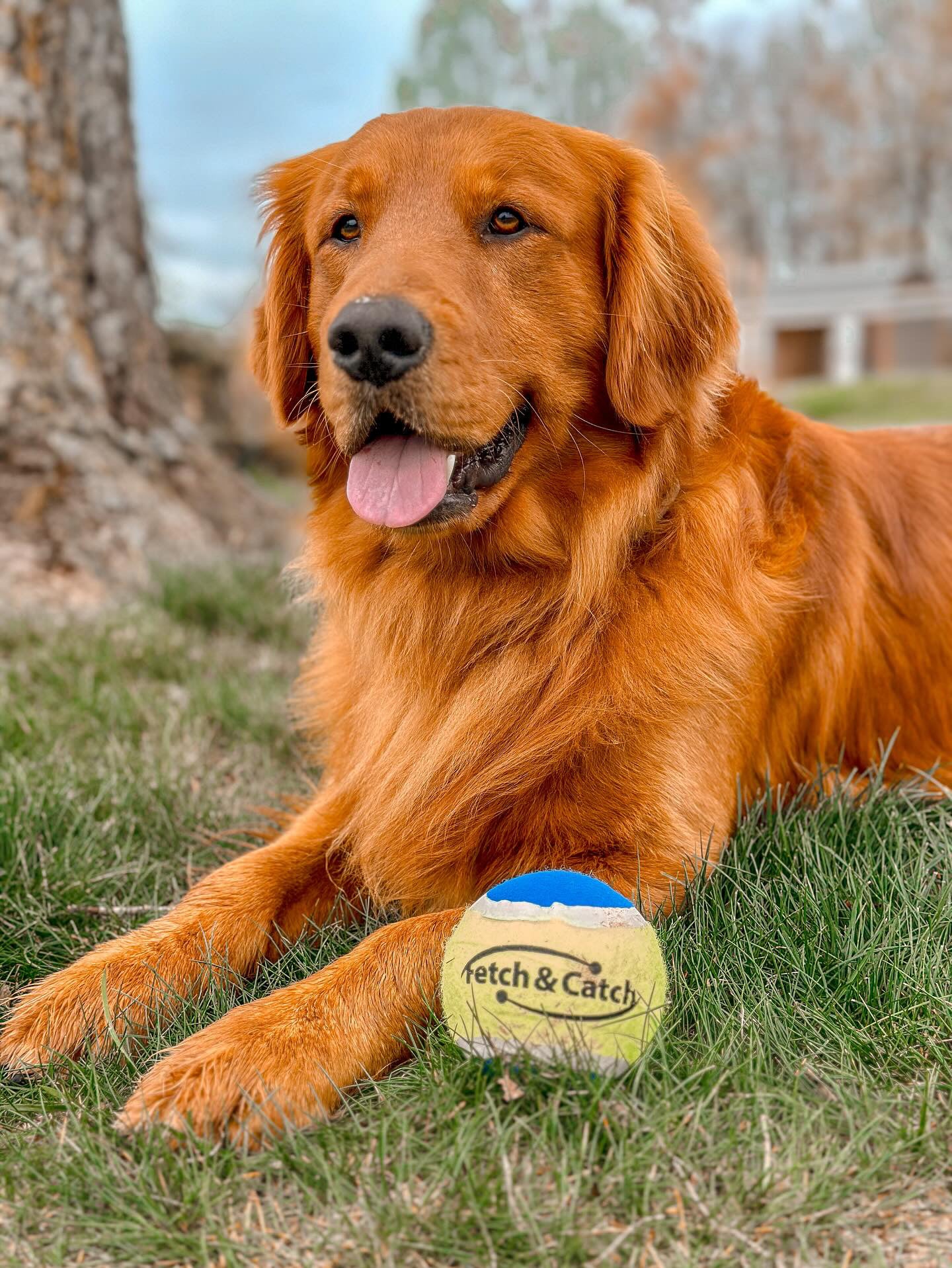 Fetch & Catch 4" Squeaky Tennis Ball