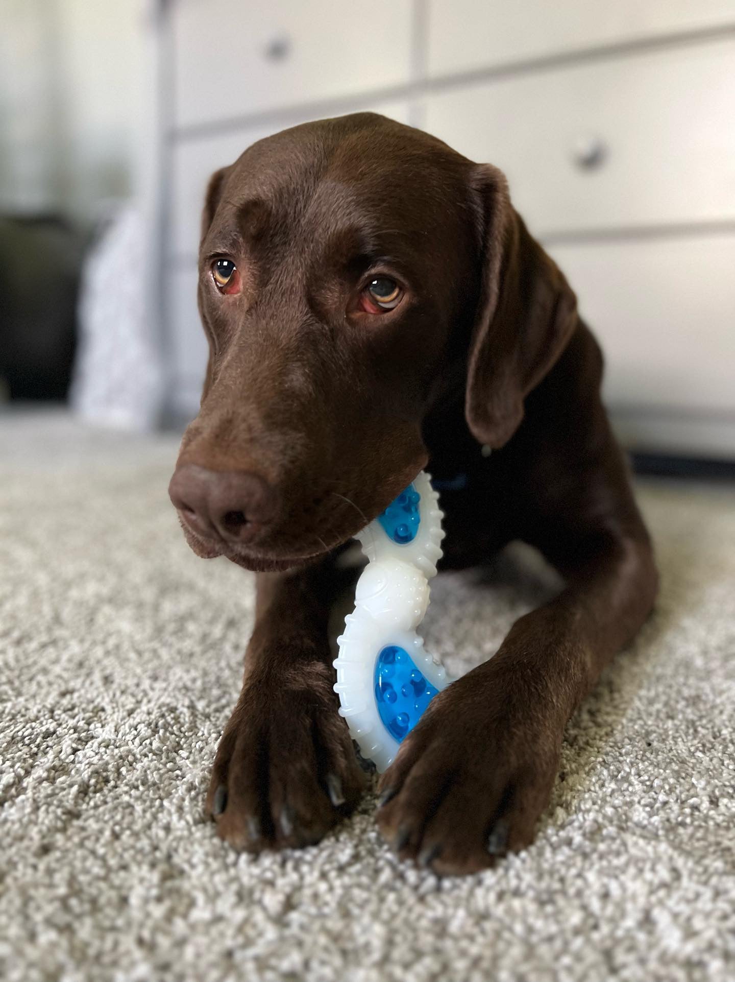 Ora Bites Propeller Shaped Bone