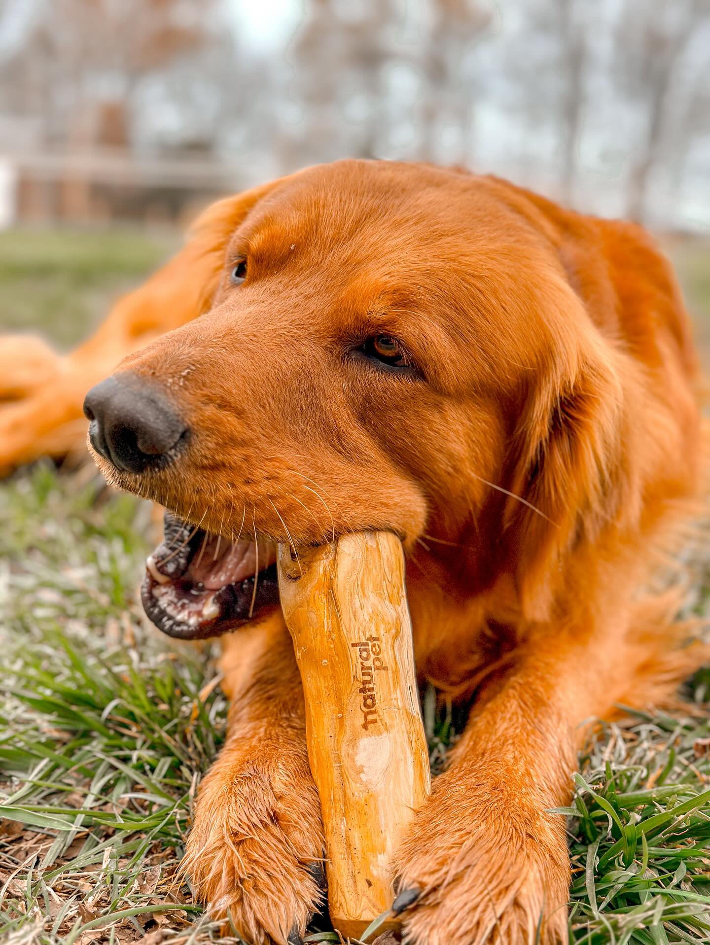 Natural Pet Large Coffee Wood