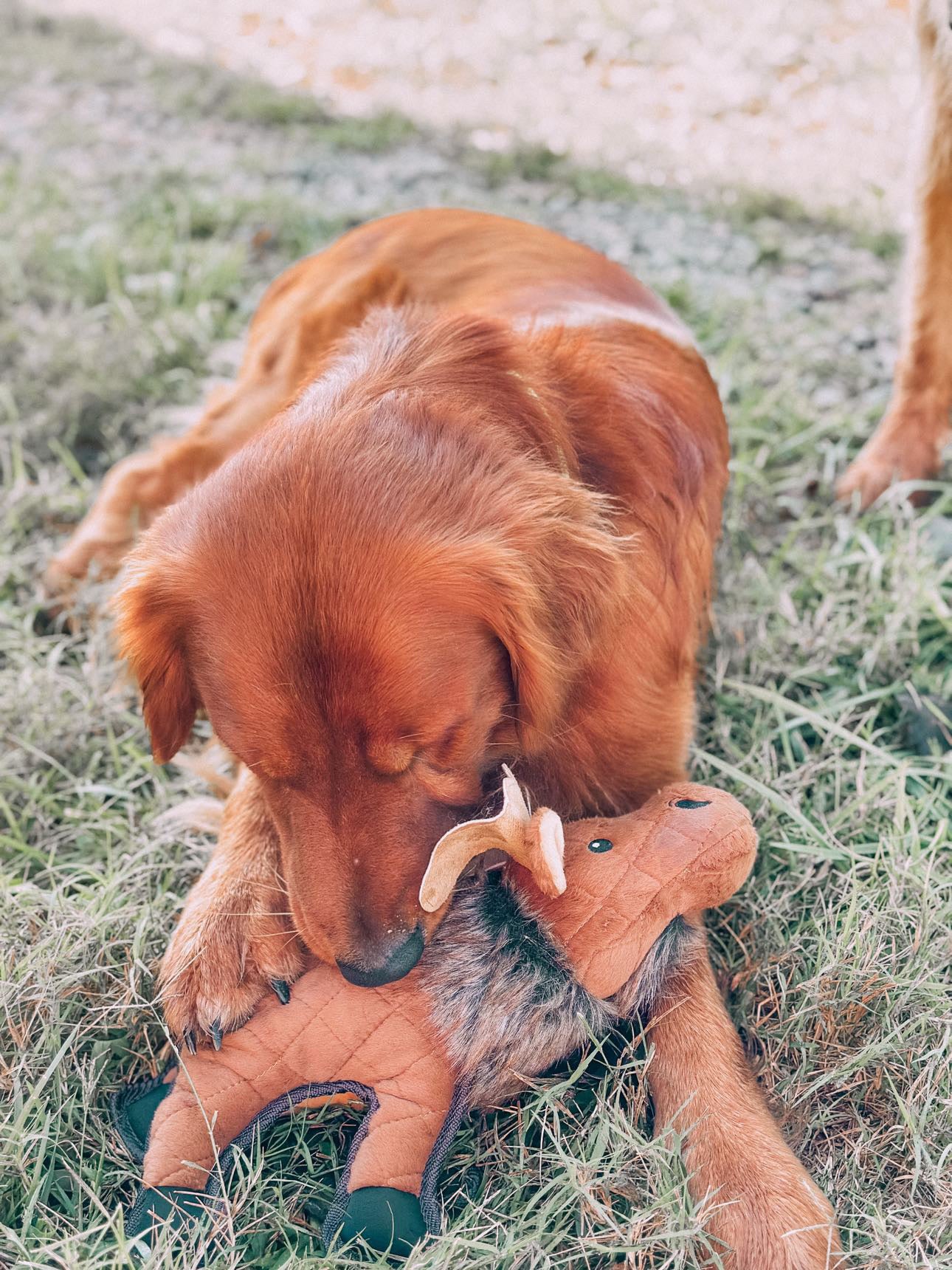 Ruff & Whiskerz Mammalz Moose