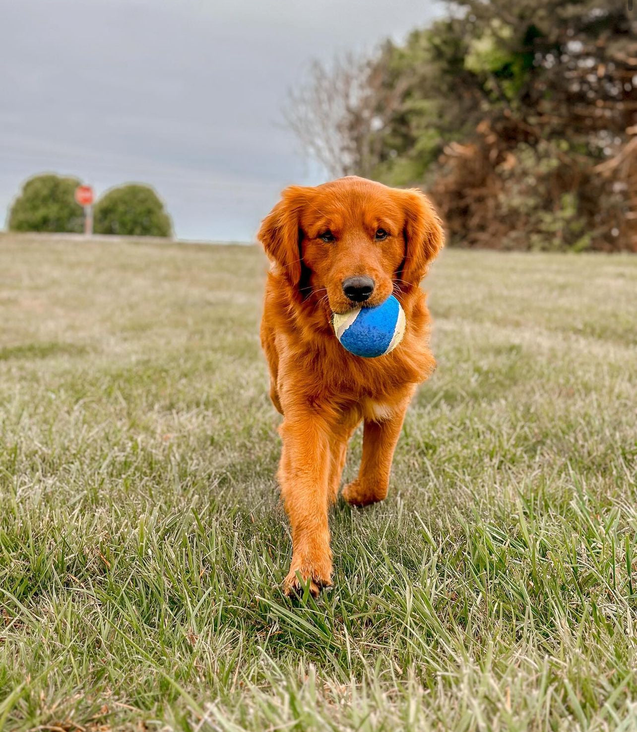 Fetch & Catch 4" Squeaky Tennis Ball