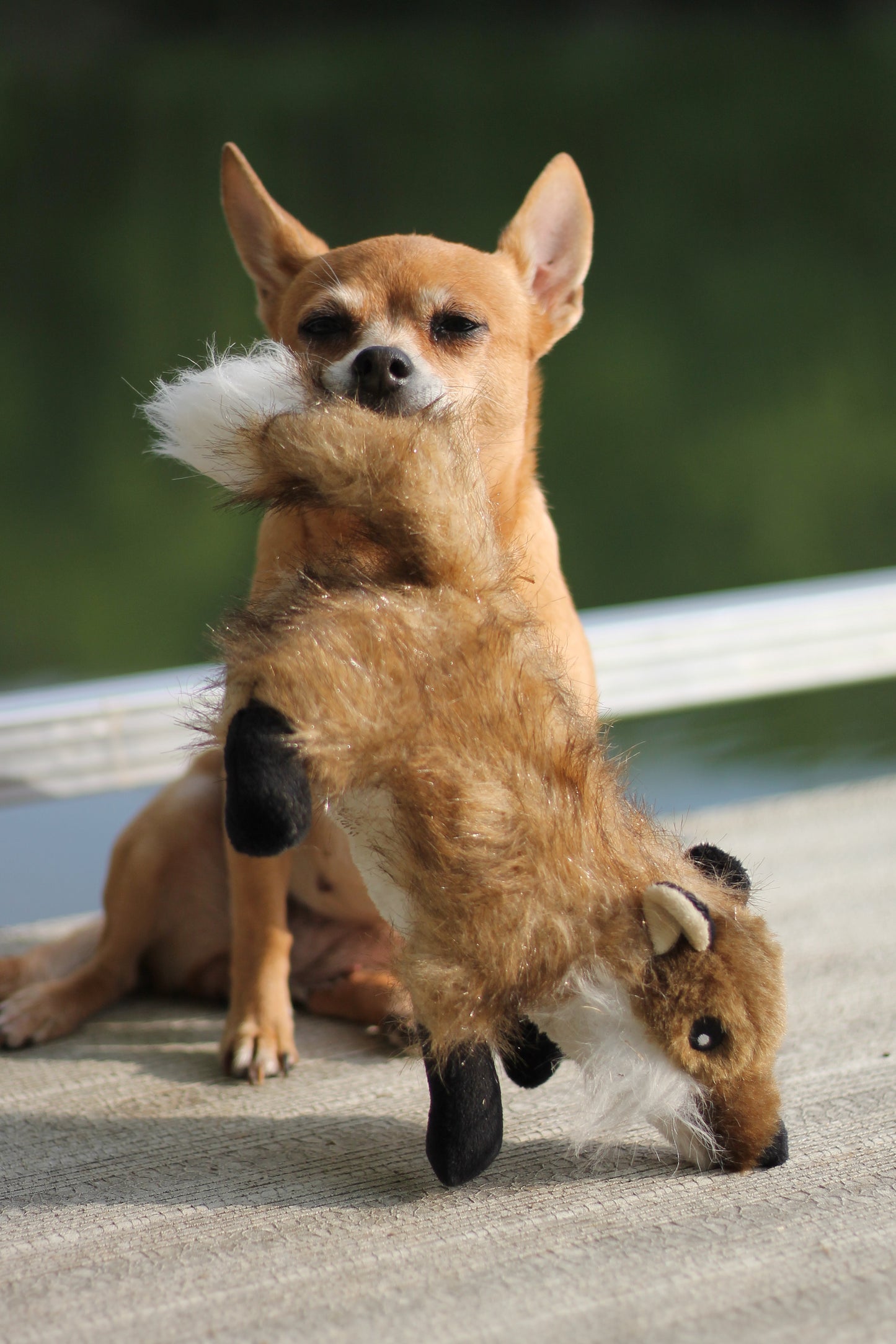 Ruff & Whiskerz Classic Fox