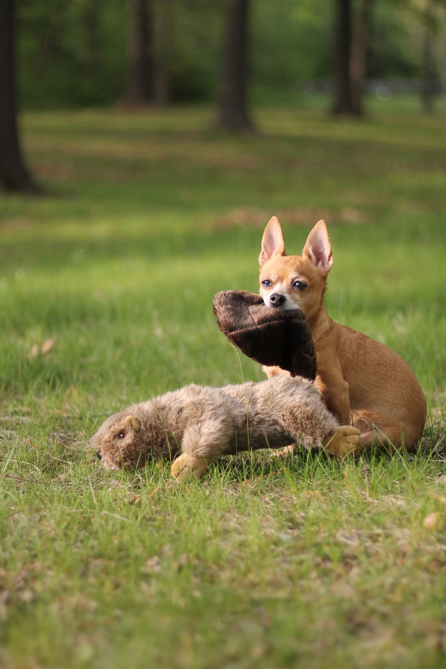 Ruff & Whiskerz Stufferz Beaver