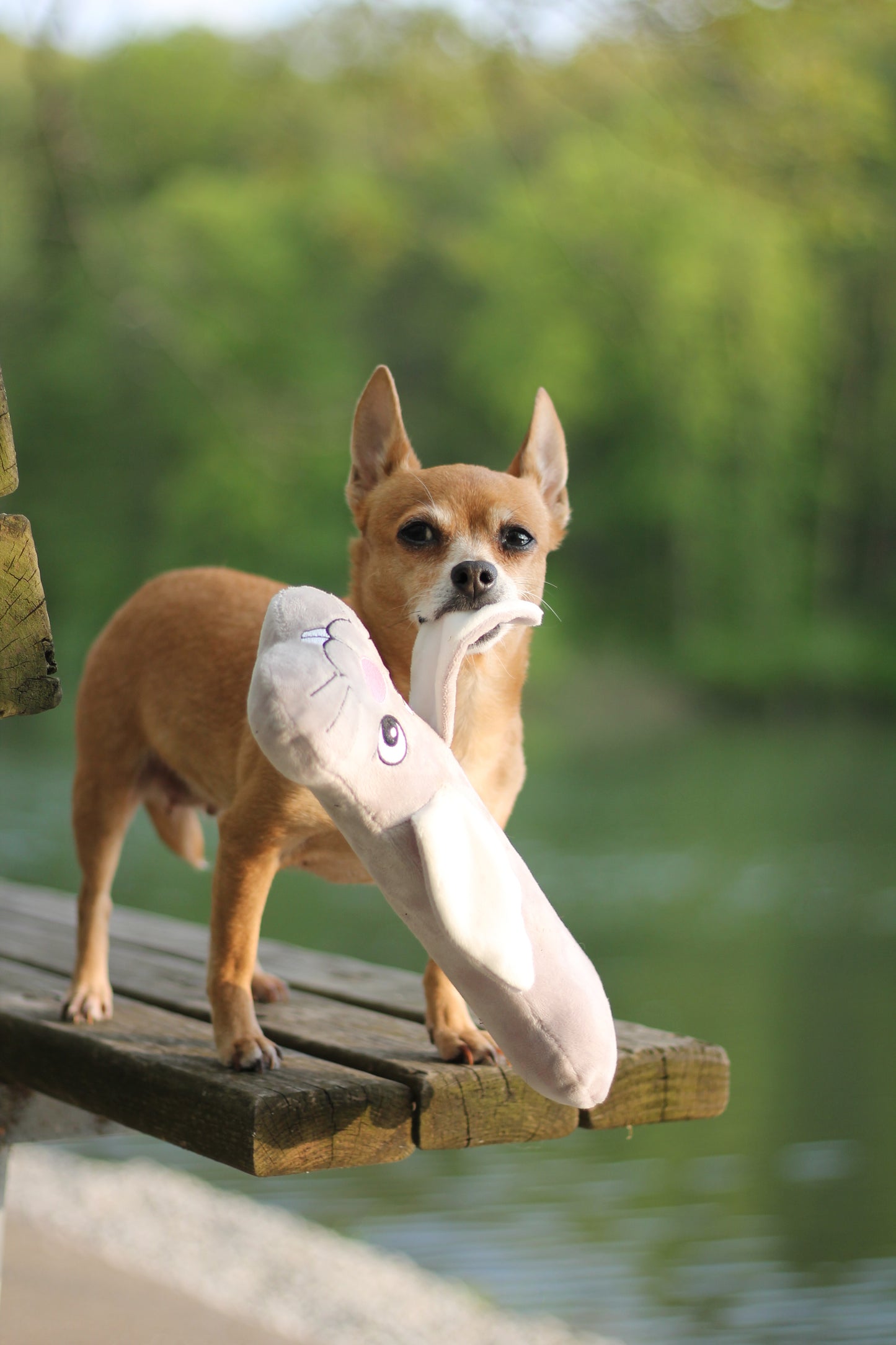 Pup Squeakz Rabbit