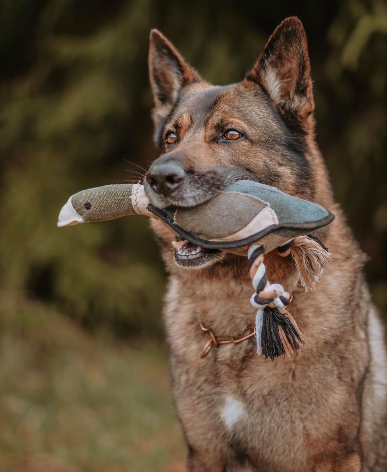 Ruff & Whiskerz Retrieverz