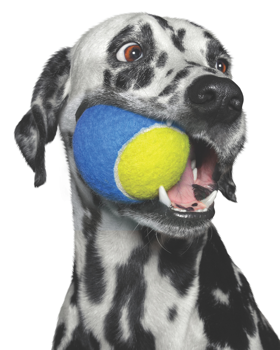 Fetch & Catch 4" Squeaky Tennis Ball