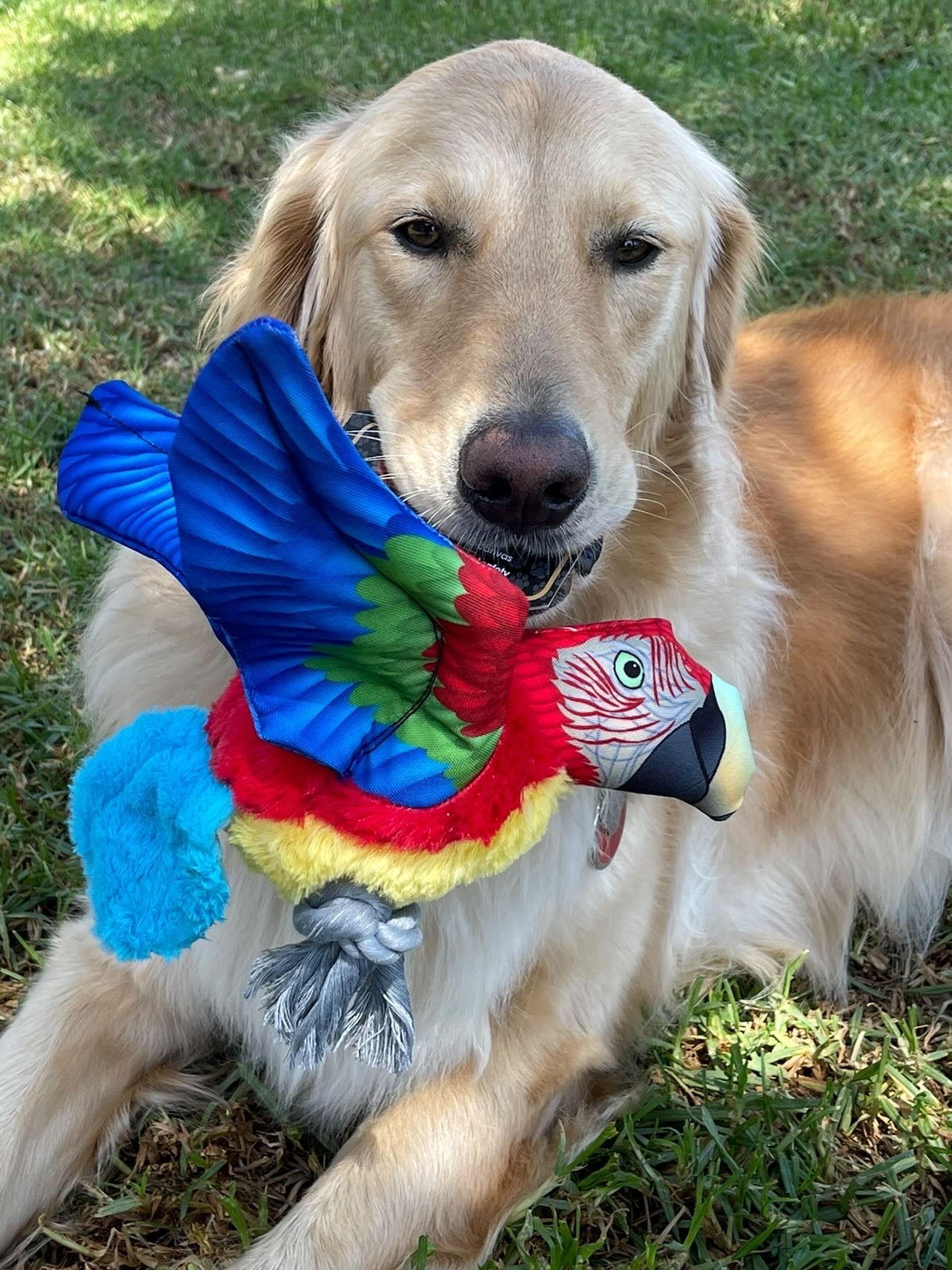 Pawprintz Parrot