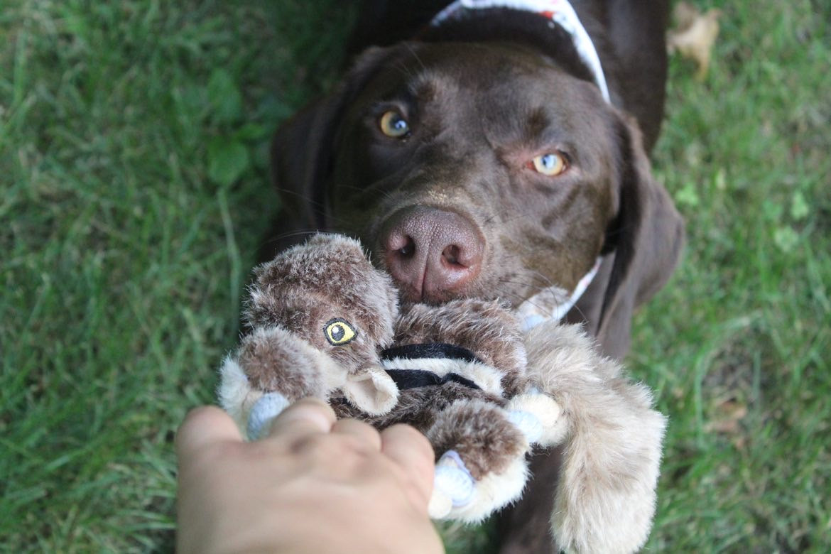 Ruff & Whiskerz Flyerz