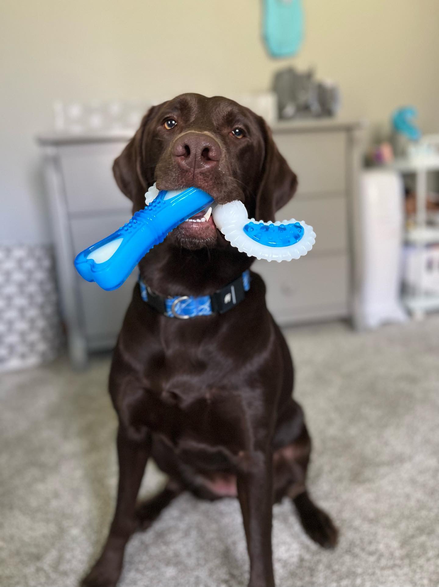 Ora Bites Propeller Shaped Bone