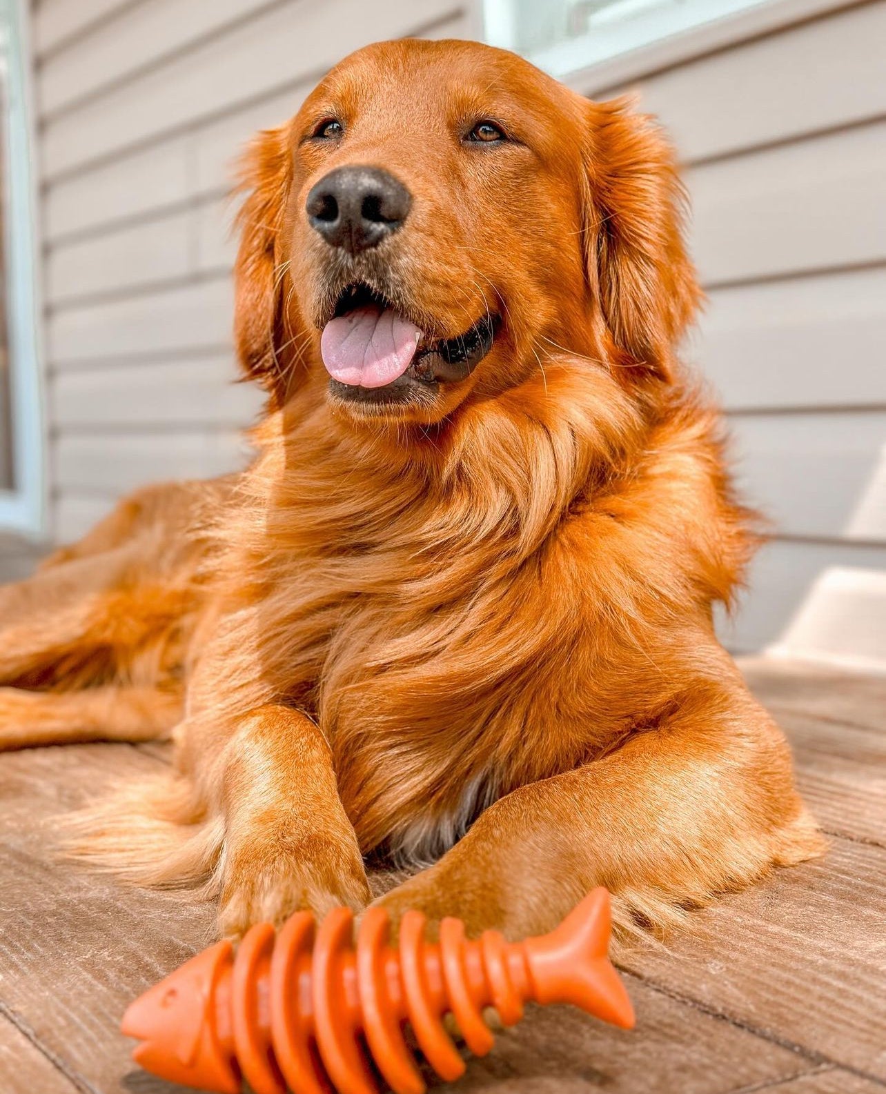 Boneboos Salmon