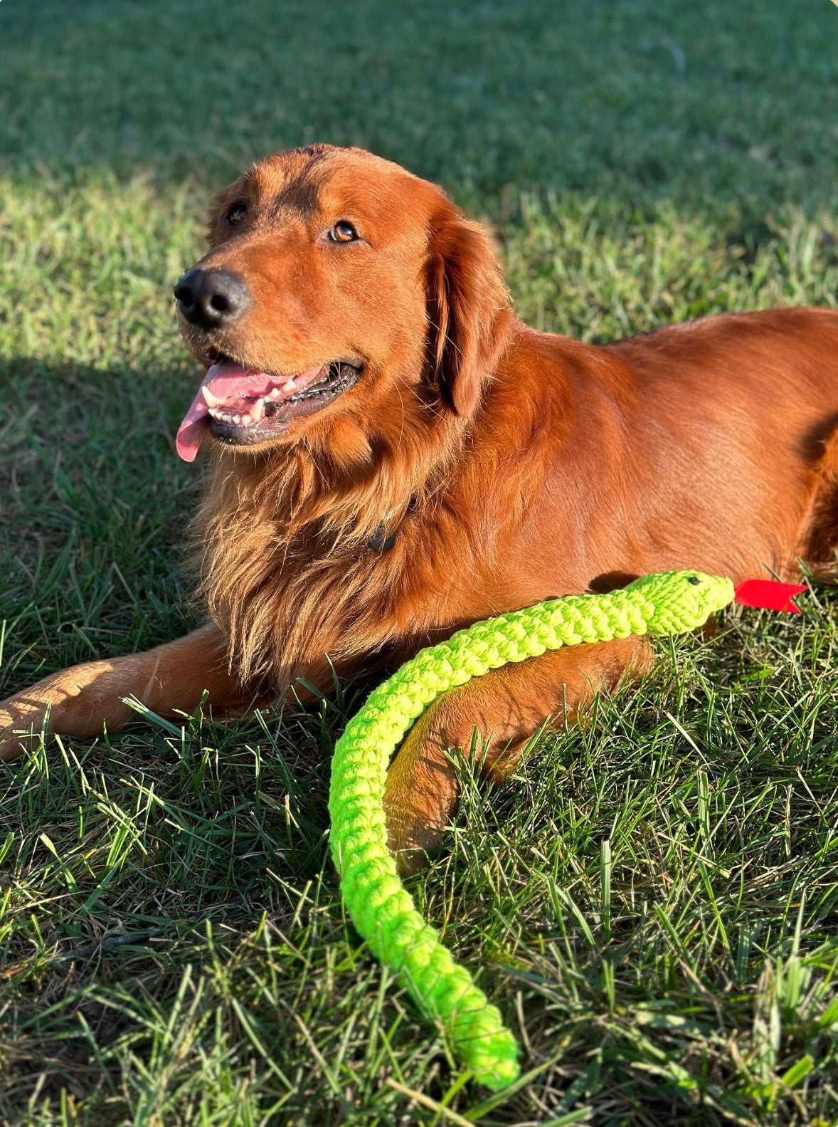 Lots O' Knots Jumbo Green Snake